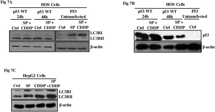 https://cdn.ncbi.nlm.nih.gov/pmc/blobs/0c24/5466322/a324a8e35783/pone.0179203.g007.jpg