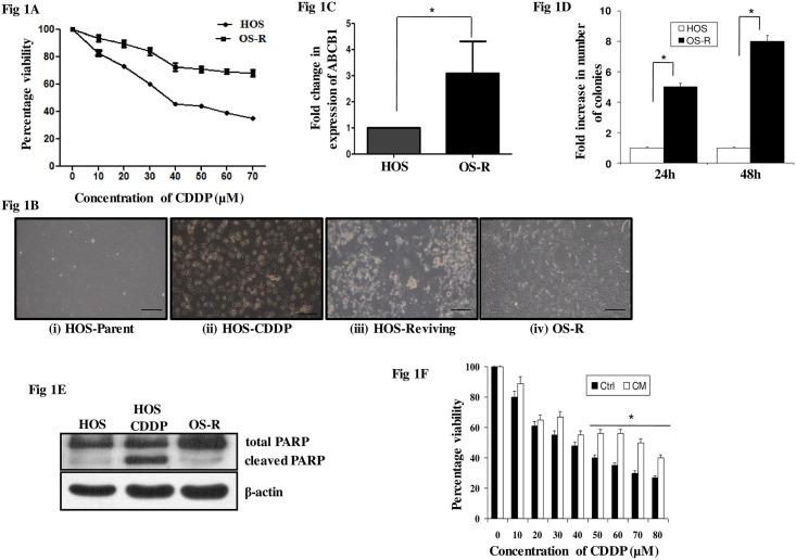 https://cdn.ncbi.nlm.nih.gov/pmc/blobs/0c24/5466322/c55f807e4457/pone.0179203.g001.jpg
