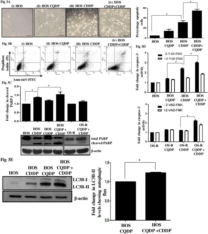 https://cdn.ncbi.nlm.nih.gov/pmc/blobs/0c24/5466322/ebfdc4a8cc92/pone.0179203.g003.jpg