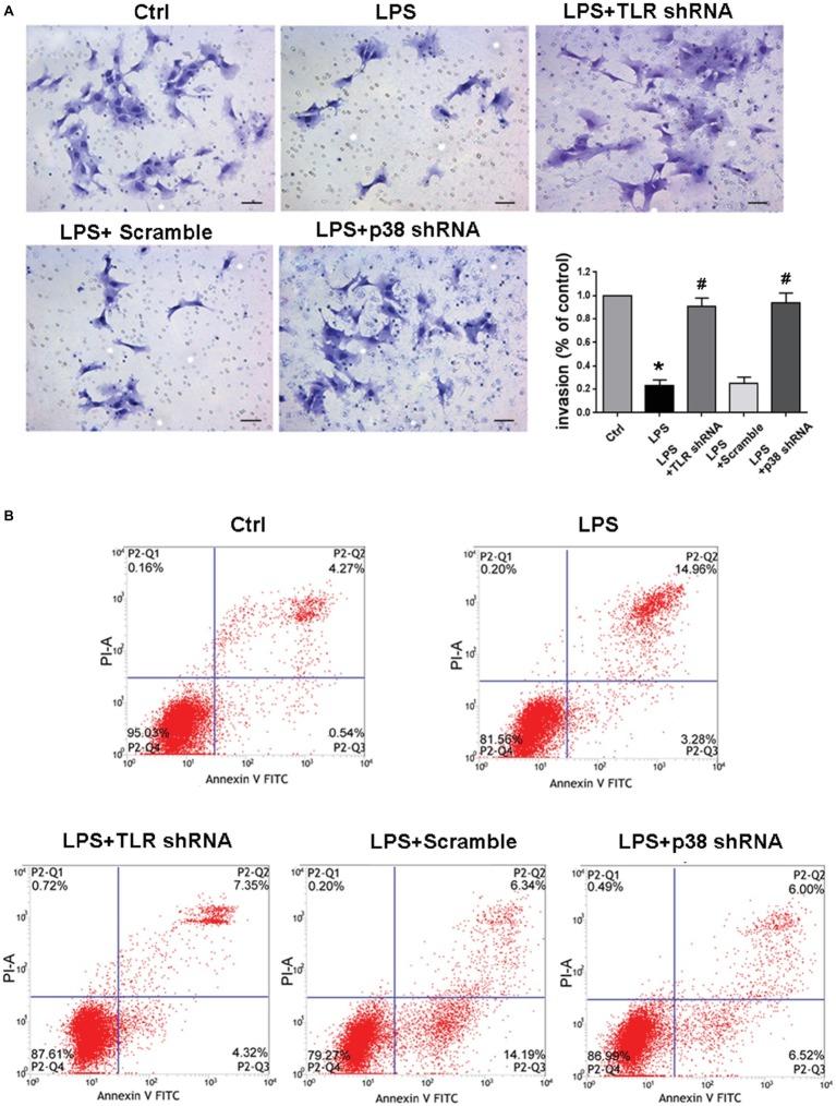 https://cdn.ncbi.nlm.nih.gov/pmc/blobs/0c25/6718930/a5b75dc46cc9/fphys-10-01030-g006.jpg