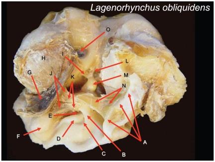 https://cdn.ncbi.nlm.nih.gov/pmc/blobs/0c27/2915923/ad740431d200/pone.0011927.g011.jpg