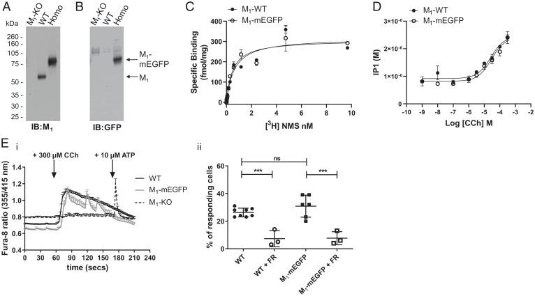 https://cdn.ncbi.nlm.nih.gov/pmc/blobs/0c29/9214538/c60f85fad004/pnas.2201103119fig04.jpg
