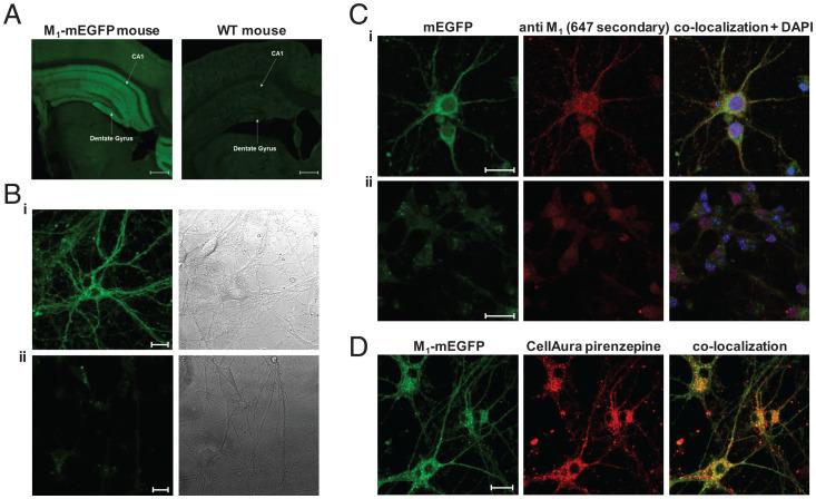 https://cdn.ncbi.nlm.nih.gov/pmc/blobs/0c29/9214538/e8a2629c3ea9/pnas.2201103119fig03.jpg