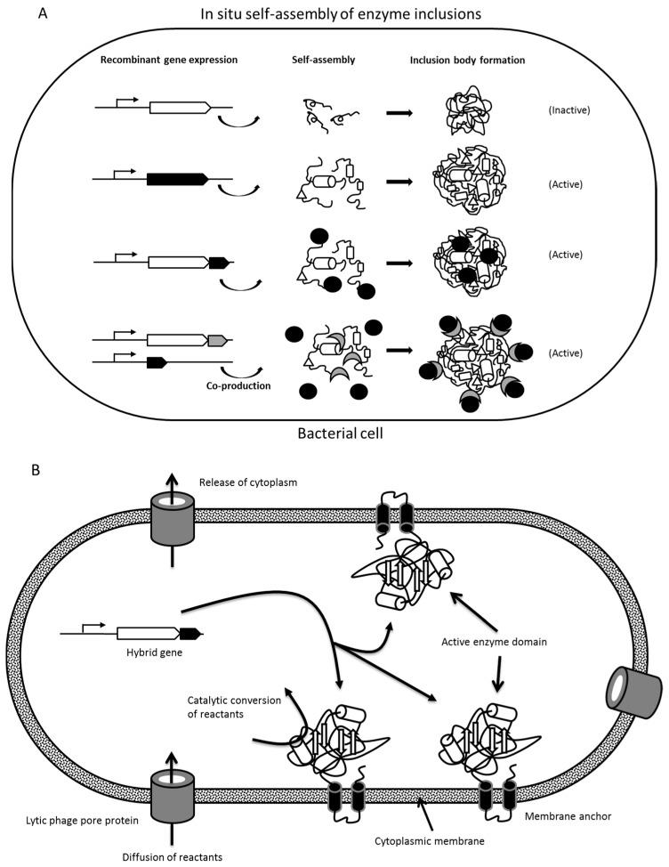 https://cdn.ncbi.nlm.nih.gov/pmc/blobs/0c2b/6273058/adf5f3a7a353/molecules-21-01370-g002.jpg