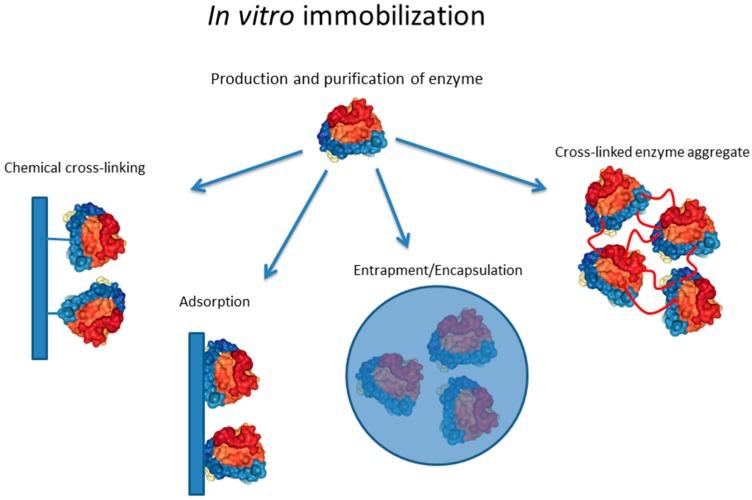 https://cdn.ncbi.nlm.nih.gov/pmc/blobs/0c2b/6273058/b0b5f8098773/molecules-21-01370-g001.jpg