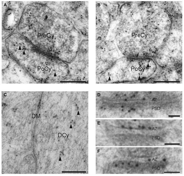 https://cdn.ncbi.nlm.nih.gov/pmc/blobs/0c2c/4742905/605a05e29a8d/fnmol-09-00010-g0003.jpg