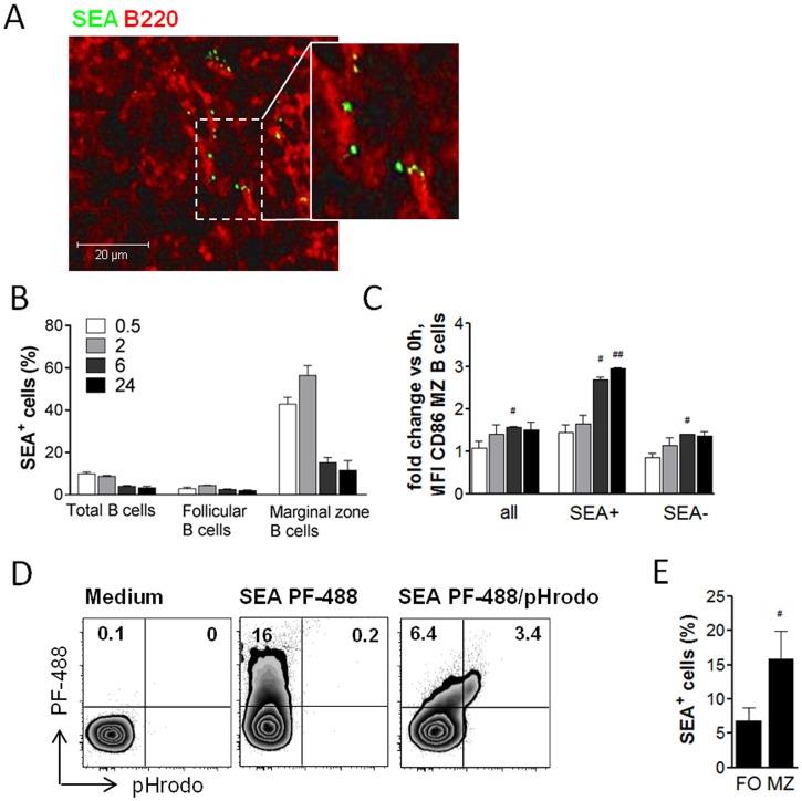 https://cdn.ncbi.nlm.nih.gov/pmc/blobs/0c2e/5550006/e9b4245cda0c/ppat.1006539.g004.jpg