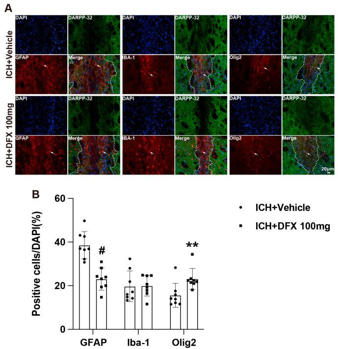 https://cdn.ncbi.nlm.nih.gov/pmc/blobs/0c2f/12346331/d98f2ca87f58/cells-14-01127-g006.jpg