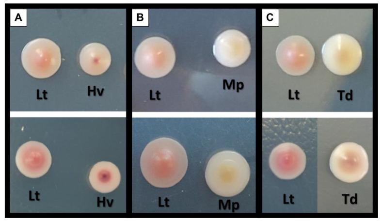 https://cdn.ncbi.nlm.nih.gov/pmc/blobs/0c30/8117230/f3145ca3a8b3/fmicb-12-656262-g003.jpg
