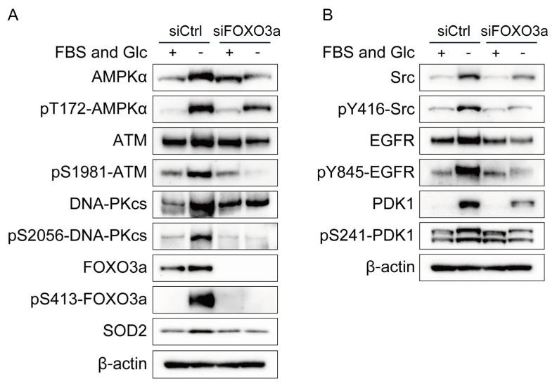 https://cdn.ncbi.nlm.nih.gov/pmc/blobs/0c32/10454868/d8939d68d311/ijms-24-12828-g003.jpg