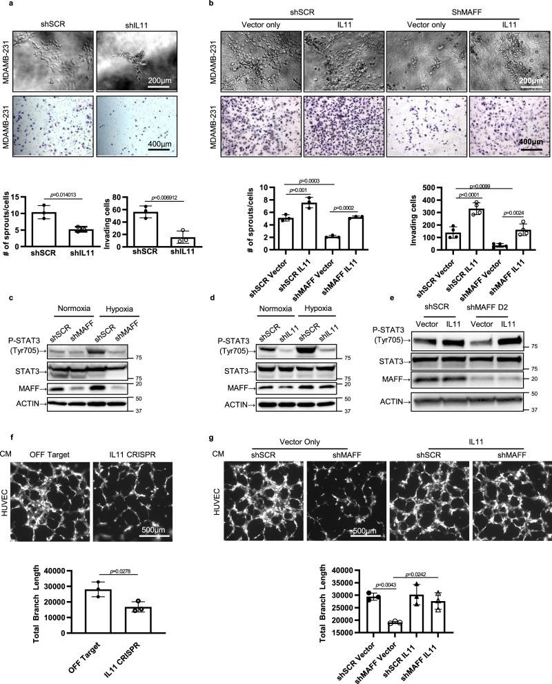 https://cdn.ncbi.nlm.nih.gov/pmc/blobs/0c36/8280233/b6974dd7deaf/41467_2021_24631_Fig6_HTML.jpg