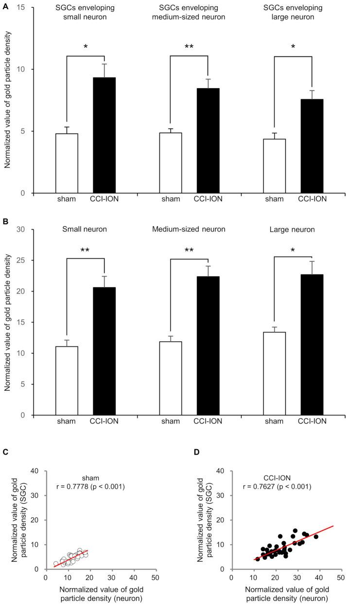 https://cdn.ncbi.nlm.nih.gov/pmc/blobs/0c38/10758013/b4106ca936f6/fnana-17-1302373-g004.jpg