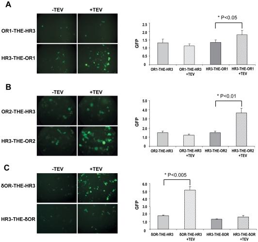 https://cdn.ncbi.nlm.nih.gov/pmc/blobs/0c38/2972716/83d5108edbbf/pone.0015428.g004.jpg