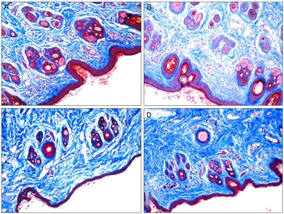 https://cdn.ncbi.nlm.nih.gov/pmc/blobs/0c3e/3060389/057f55f965af/kjo-25-121-g004.jpg