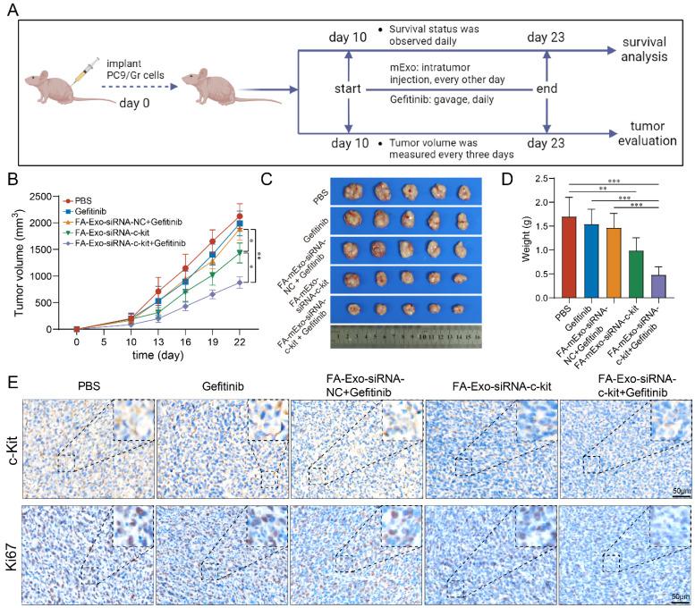 https://cdn.ncbi.nlm.nih.gov/pmc/blobs/0c3f/11667802/dd34e03ffe6d/ijbsv21p0382g005.jpg