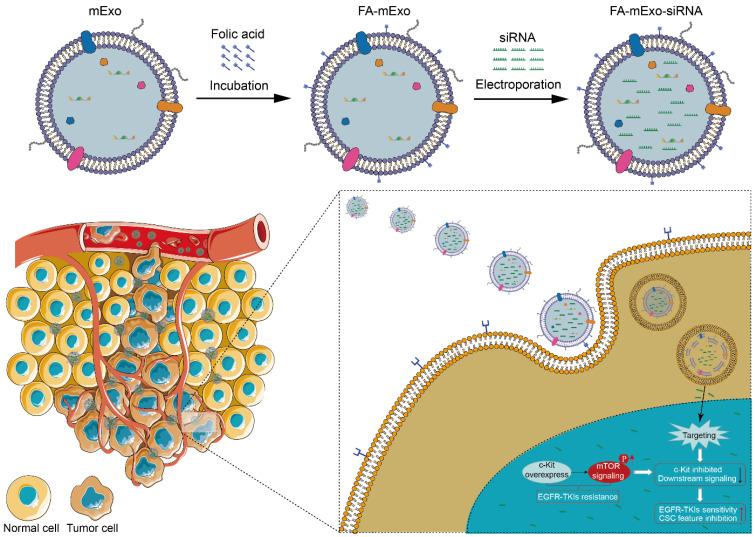 https://cdn.ncbi.nlm.nih.gov/pmc/blobs/0c3f/11667802/df98264289c7/ijbsv21p0382g009.jpg