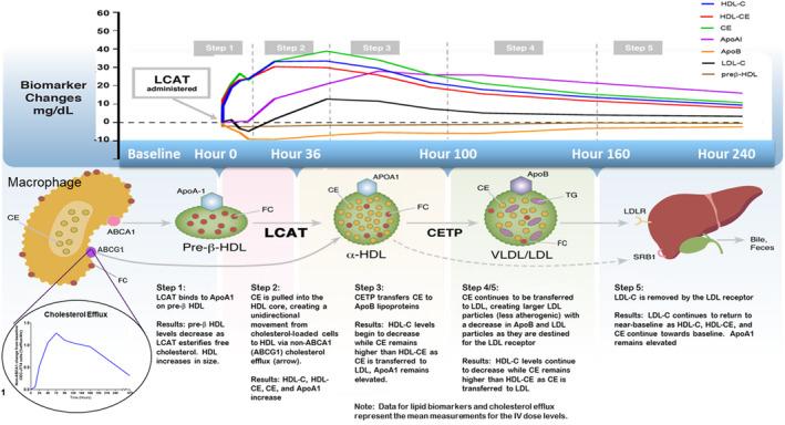 https://cdn.ncbi.nlm.nih.gov/pmc/blobs/0c3f/8403308/63bdb9309b1e/JAH3-10-e014572-g006.jpg