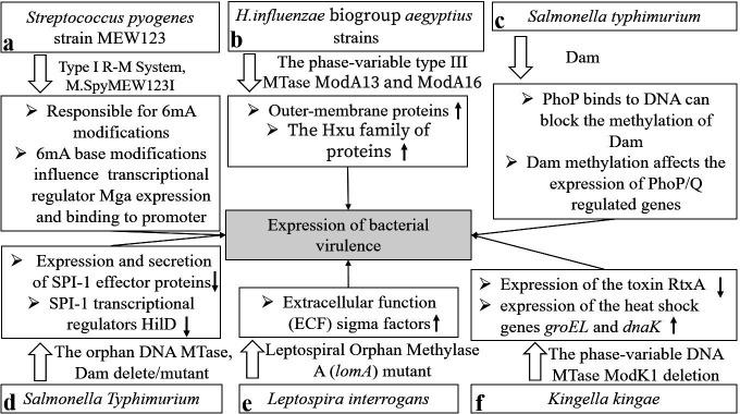 https://cdn.ncbi.nlm.nih.gov/pmc/blobs/0c41/12369329/369e460653bd/jb.00108-25.f003.jpg