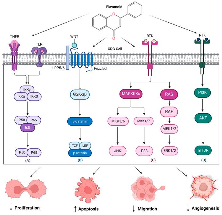 https://cdn.ncbi.nlm.nih.gov/pmc/blobs/0c43/11858883/e4ba6514a9d4/pharmaceuticals-18-00231-g003.jpg