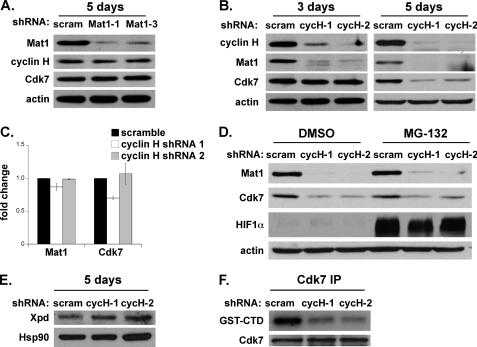 https://cdn.ncbi.nlm.nih.gov/pmc/blobs/0c48/2865308/b7df5421ff62/zbc0231016270004.jpg