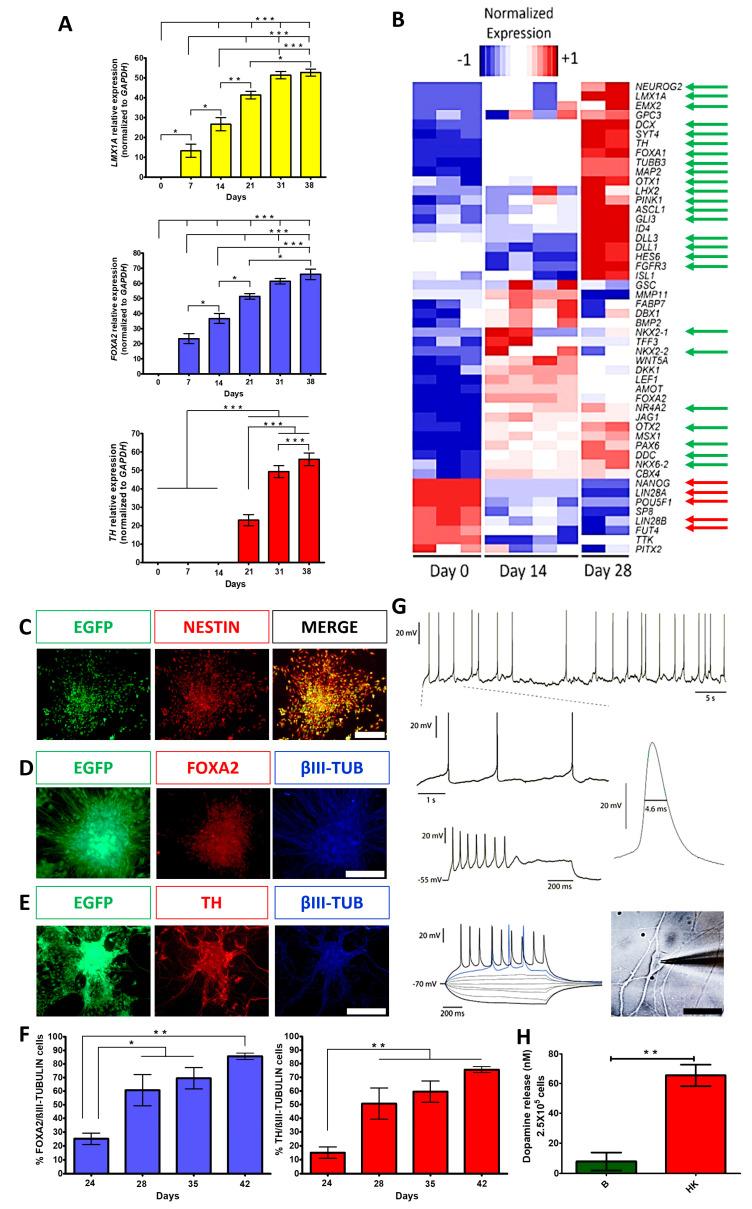 https://cdn.ncbi.nlm.nih.gov/pmc/blobs/0c4c/10706241/63730a919e69/cells-12-02738-g001.jpg