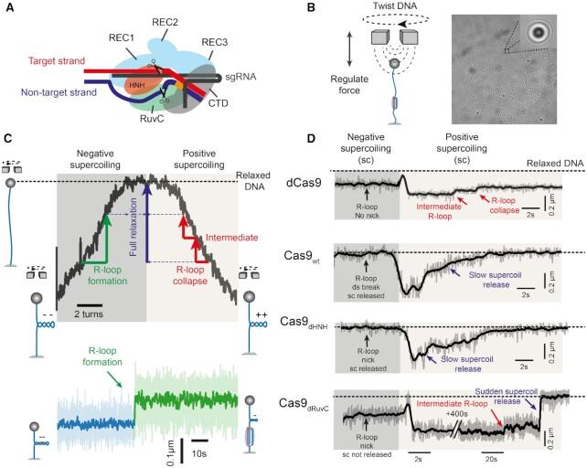 https://cdn.ncbi.nlm.nih.gov/pmc/blobs/0c4c/8643700/f0319054ed8d/gkab1072fig1.jpg