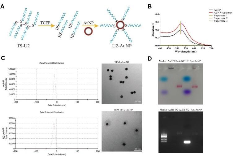 https://cdn.ncbi.nlm.nih.gov/pmc/blobs/0c4d/7053811/bcefc5e04474/IJN-15-1363-g0001.jpg