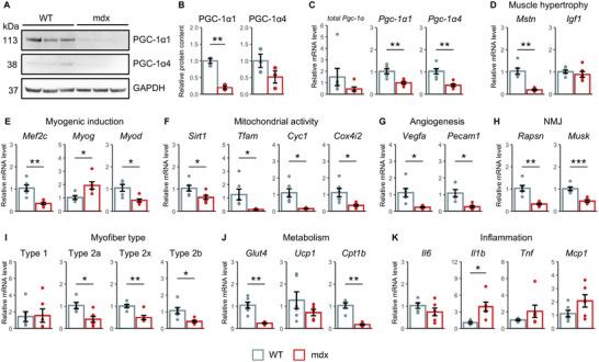 https://cdn.ncbi.nlm.nih.gov/pmc/blobs/0c4f/12021044/3f65f04f9ad4/ADVS-12-2409065-g003.jpg
