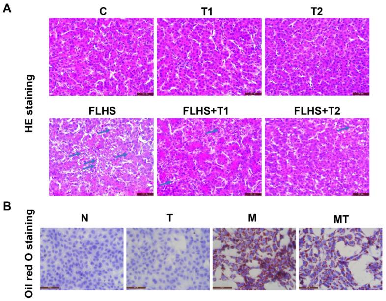 https://cdn.ncbi.nlm.nih.gov/pmc/blobs/0c57/10299483/efea3102c337/ijms-24-10360-g004.jpg