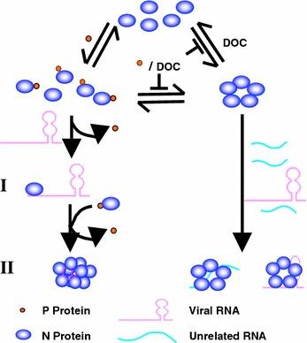 https://cdn.ncbi.nlm.nih.gov/pmc/blobs/0c58/7087735/3e36e5b39c67/10540_2007_9054_Fig2_HTML.jpg