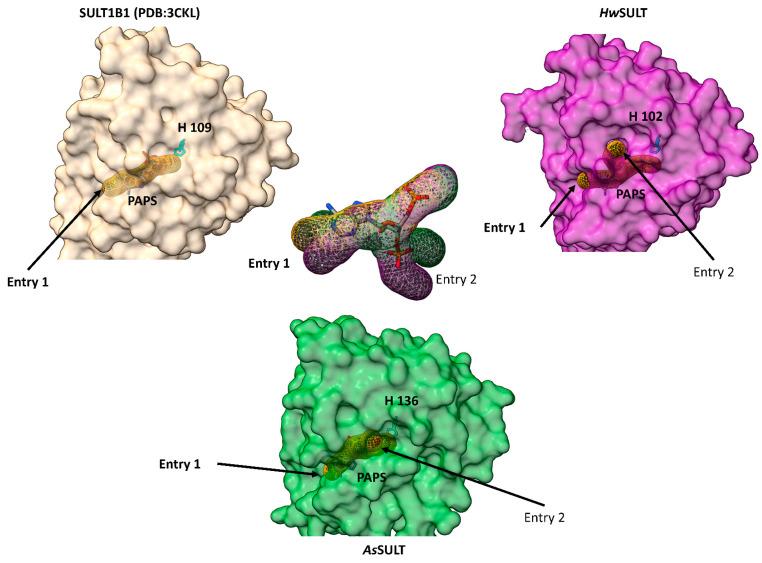 https://cdn.ncbi.nlm.nih.gov/pmc/blobs/0c59/11677658/550049fad937/marinedrugs-22-00572-g007.jpg