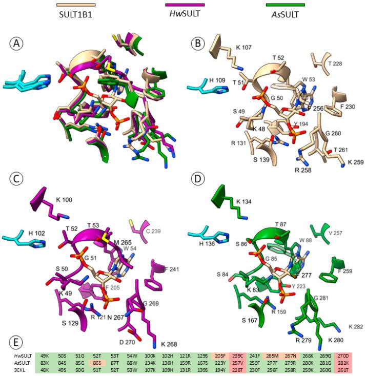 https://cdn.ncbi.nlm.nih.gov/pmc/blobs/0c59/11677658/55971731f9c6/marinedrugs-22-00572-g006.jpg