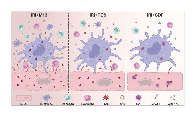 https://cdn.ncbi.nlm.nih.gov/pmc/blobs/0c5a/11223400/0ca5288ba3a5/12951_2024_2661_Fig7_HTML.jpg