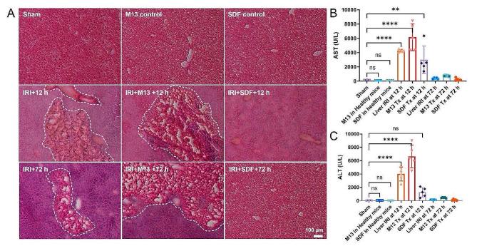 https://cdn.ncbi.nlm.nih.gov/pmc/blobs/0c5a/11223400/147ed9027c1e/12951_2024_2661_Fig3_HTML.jpg