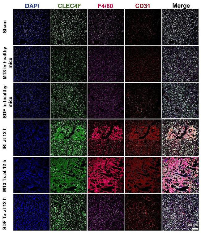 https://cdn.ncbi.nlm.nih.gov/pmc/blobs/0c5a/11223400/1c526450df6a/12951_2024_2661_Fig4_HTML.jpg