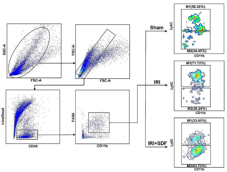 https://cdn.ncbi.nlm.nih.gov/pmc/blobs/0c5a/11223400/e0c71b1b3307/12951_2024_2661_Fig6_HTML.jpg