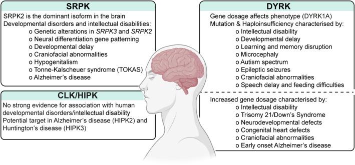 https://cdn.ncbi.nlm.nih.gov/pmc/blobs/0c5e/10952393/bbdb42bc6cee/FEB2-597-2375-g003.jpg