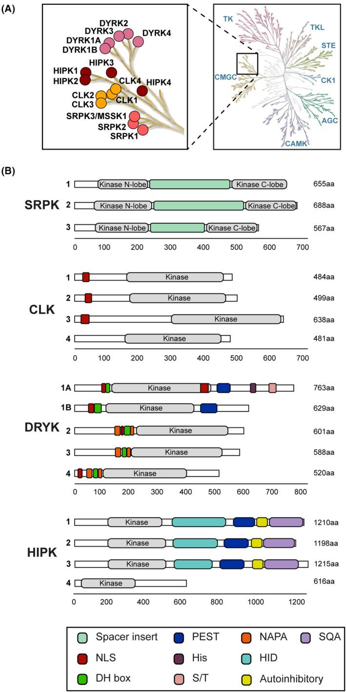 https://cdn.ncbi.nlm.nih.gov/pmc/blobs/0c5e/10952393/bc9cb4157887/FEB2-597-2375-g008.jpg