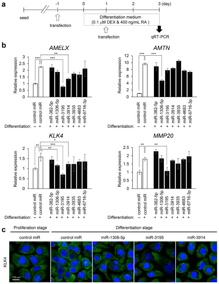 https://cdn.ncbi.nlm.nih.gov/pmc/blobs/0c5f/7926528/6514e6d12ecc/ijms-22-02202-g006.jpg