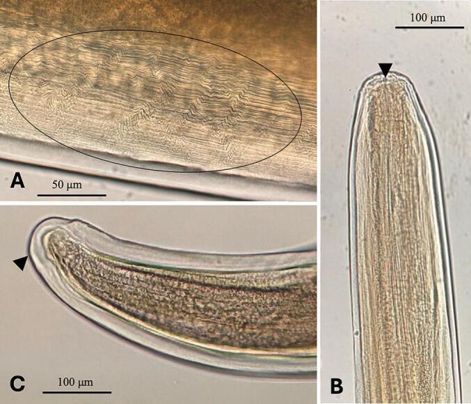 https://cdn.ncbi.nlm.nih.gov/pmc/blobs/0c61/11757790/944c3d7fb185/gr3.jpg