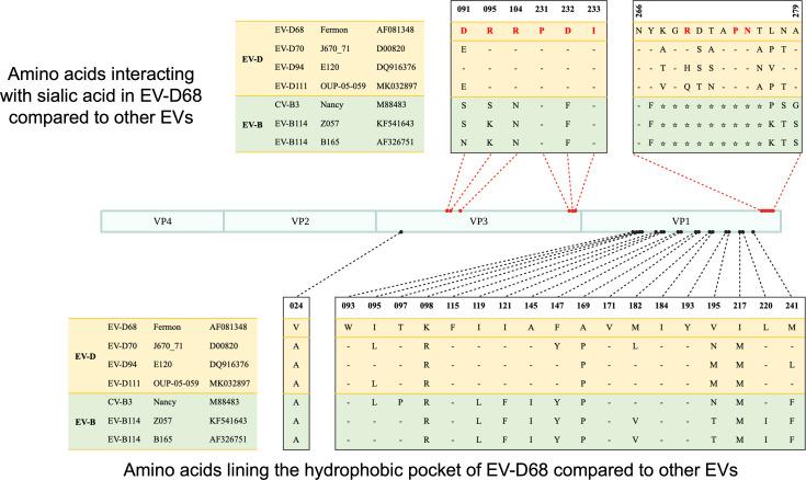 https://cdn.ncbi.nlm.nih.gov/pmc/blobs/0c62/12172487/1c75e6ea6f93/jvi.00429-25.f007.jpg