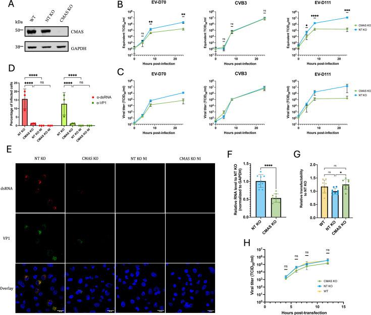 https://cdn.ncbi.nlm.nih.gov/pmc/blobs/0c62/12172487/345da1b47035/jvi.00429-25.f003.jpg