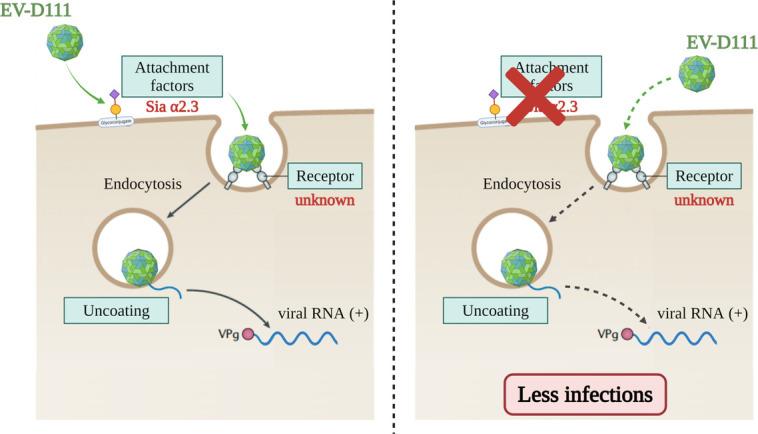 https://cdn.ncbi.nlm.nih.gov/pmc/blobs/0c62/12172487/b445a6b18144/jvi.00429-25.f008.jpg