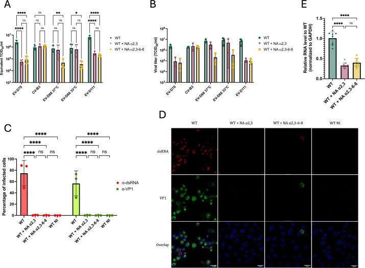 https://cdn.ncbi.nlm.nih.gov/pmc/blobs/0c62/12172487/df2f5e402dd6/jvi.00429-25.f004.jpg