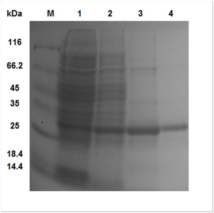 https://cdn.ncbi.nlm.nih.gov/pmc/blobs/0c62/4431734/93460da99f8e/pone.0126563.g002.jpg