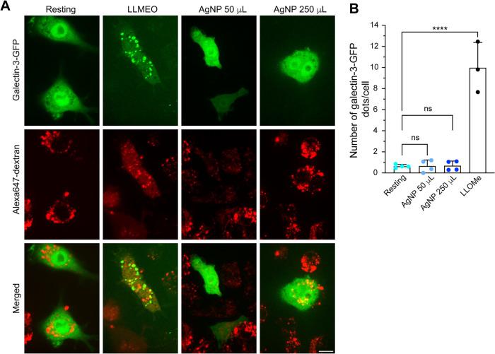 https://cdn.ncbi.nlm.nih.gov/pmc/blobs/0c68/10551705/3c9a9b572672/mbc-34-ar96-g005.jpg