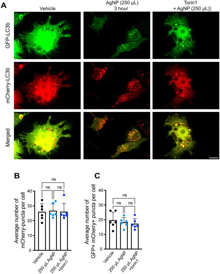 https://cdn.ncbi.nlm.nih.gov/pmc/blobs/0c68/10551705/b7a993312739/mbc-34-ar96-g007.jpg