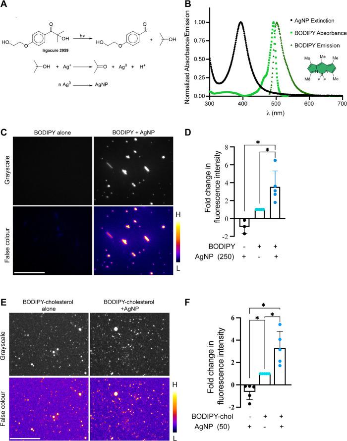 https://cdn.ncbi.nlm.nih.gov/pmc/blobs/0c68/10551705/c8e3dc14bb6c/mbc-34-ar96-g001.jpg