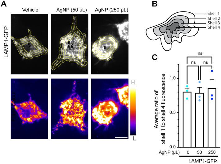 https://cdn.ncbi.nlm.nih.gov/pmc/blobs/0c68/10551705/e8dd9944e4fa/mbc-34-ar96-g008.jpg