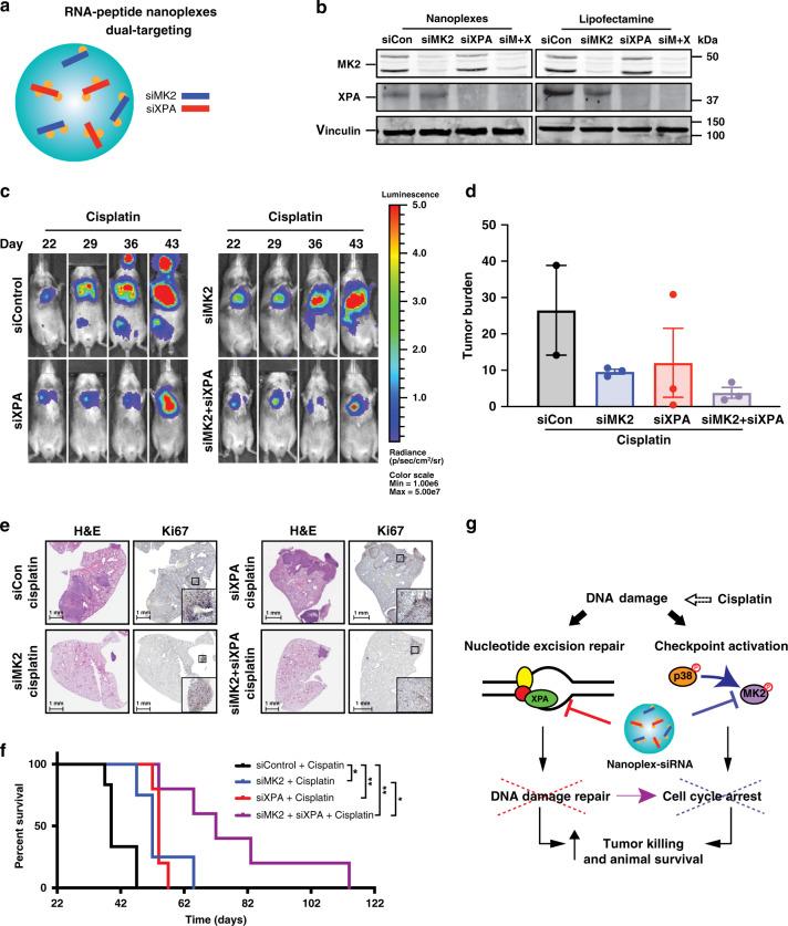 https://cdn.ncbi.nlm.nih.gov/pmc/blobs/0c6d/7431578/618a9863a450/41467_2020_17958_Fig4_HTML.jpg
